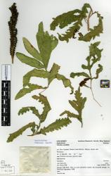 Onoclea sensibilis. Herbarium specimen of plant from Nelson, CHR 509661, showing strongly dimorphic fertile and sterile fronds.
 Image: Landcare Research © Landcare Research 2020 CC BY 3.0 NZ